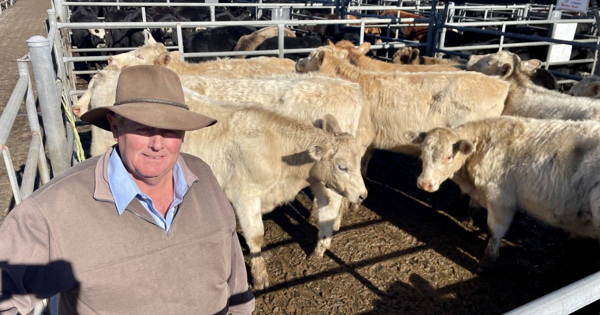 Bega steer market strengthens