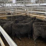 Cattle Australia backs Fed Govt on EU trade negotiations