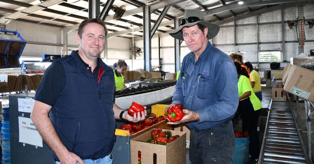 'Over-flooded' market and low demand impact northern capsicum growers