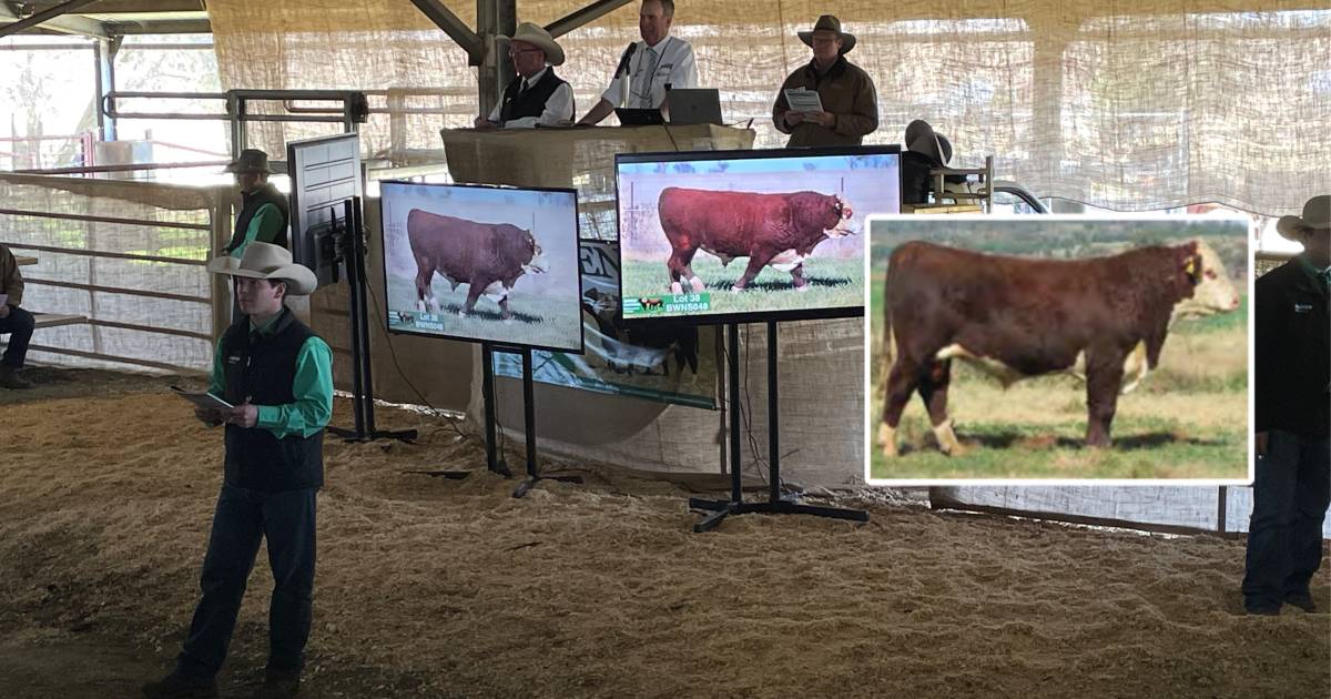 Watch as Bowen Poll Hereford bull sells for $140,000 early on in annual sale