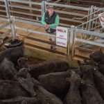 Weaners sell to $1350 at Bega store sale