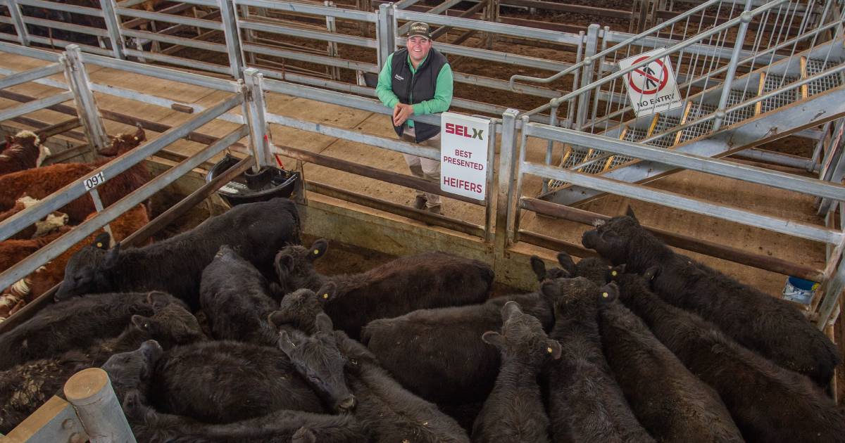 Heavy cattle sell to stronger competition at Yass