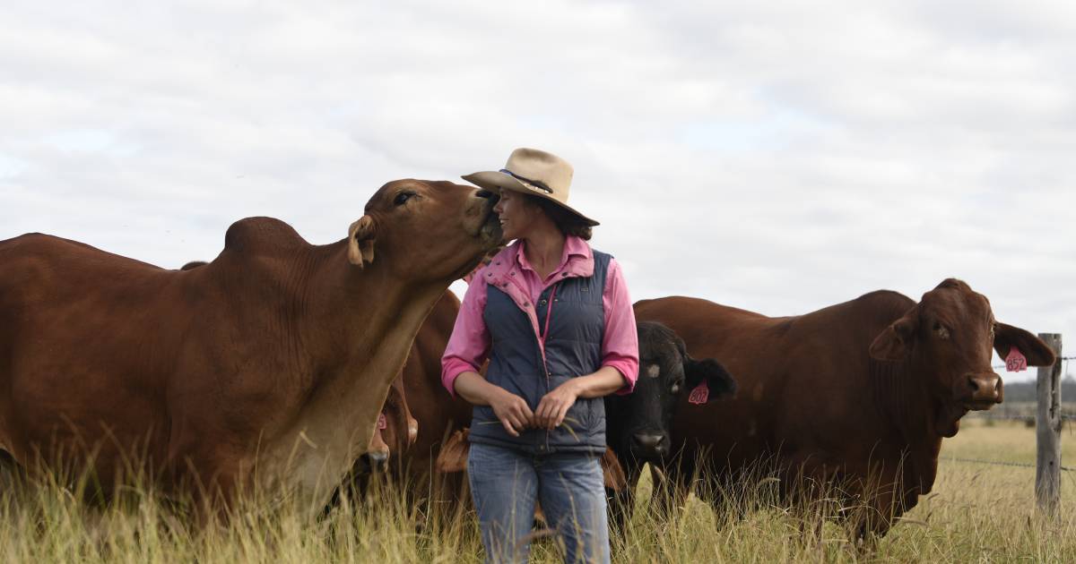 Tolmie Creek fast becoming a grass-fed organic beef powerhouse in CQ