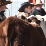 Top pen of cows weighing 512kg make 214c/$1097 at Charters Towers | North Queensland Register