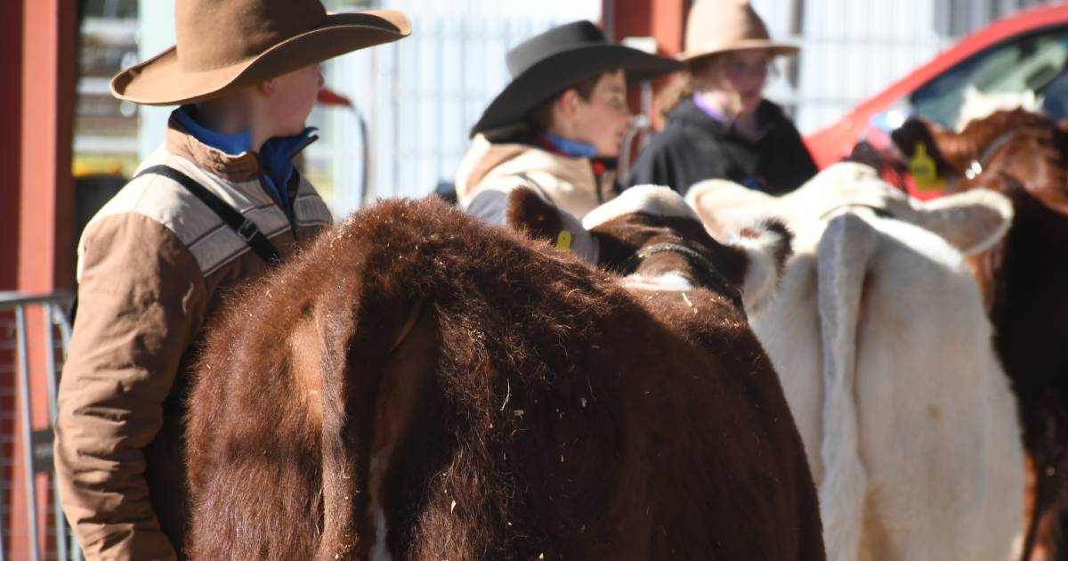 Hereford Youth Show champions awarded | The Land