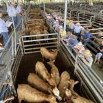 Heavy cattle sell to stronger competition at Yass