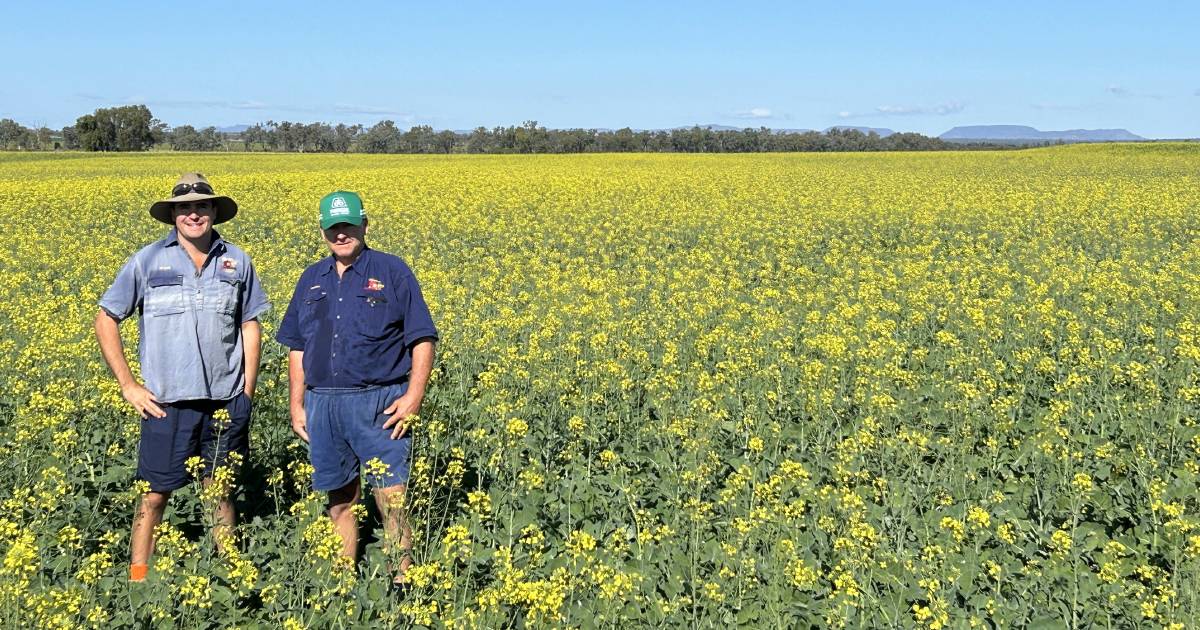 Canola in CQ? It's worth a crack, growers say