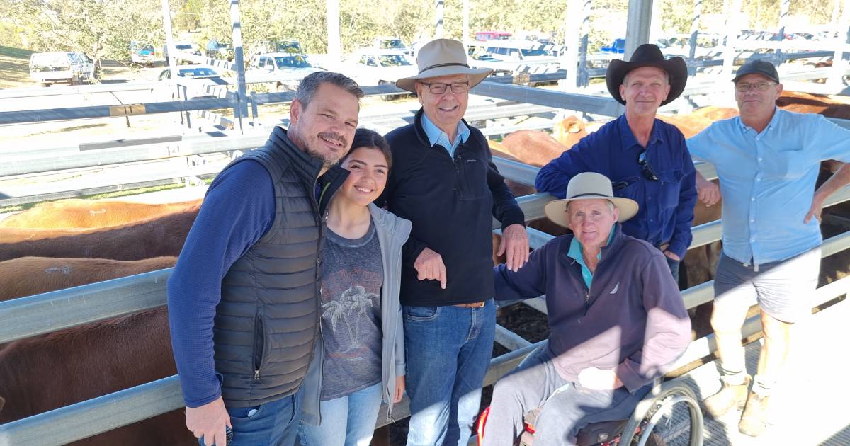 Droughtmaster steers hit $1500 at Beaudesert | Queensland Country Life