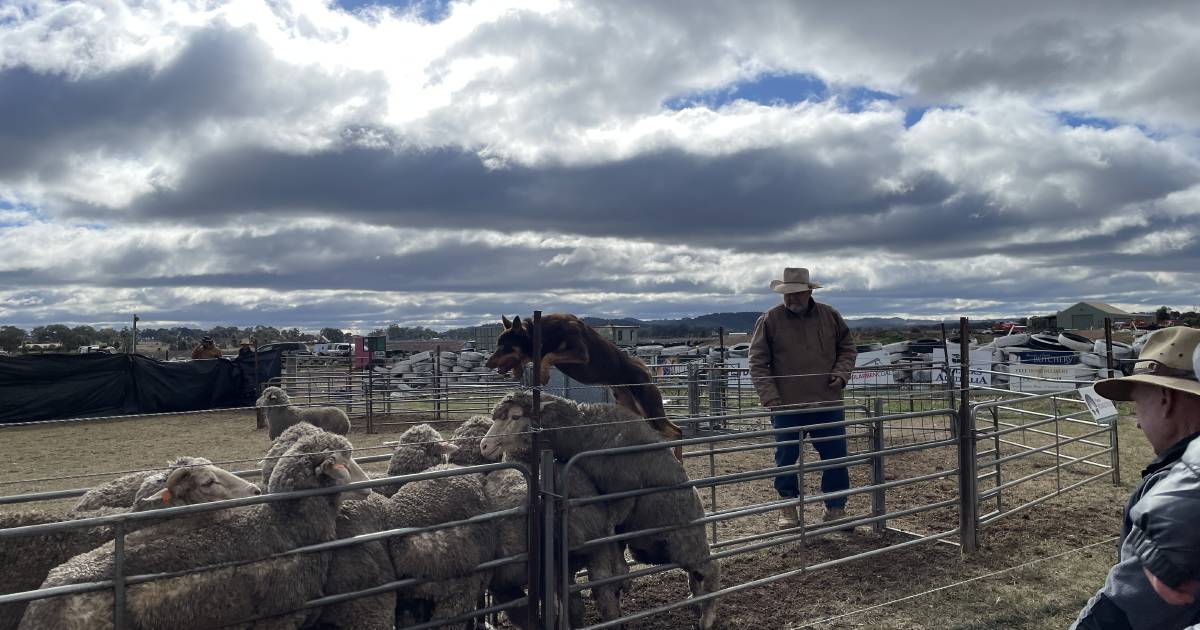 Sun shines on Mudgee Field Days