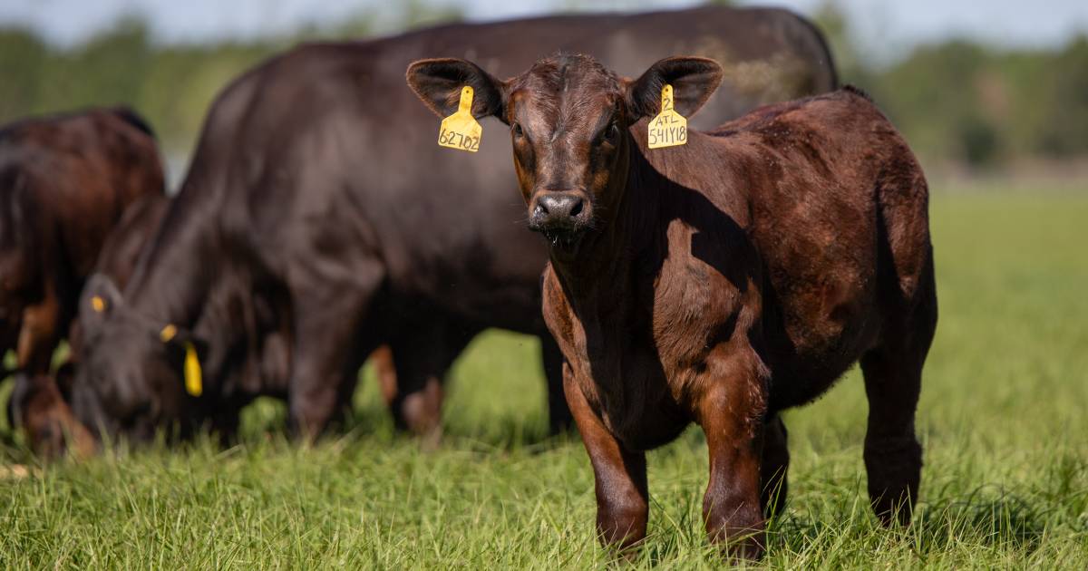 Vytelle will service 70 per cent of the total beef herd in Australia from new Brisbane location | Queensland Country Life