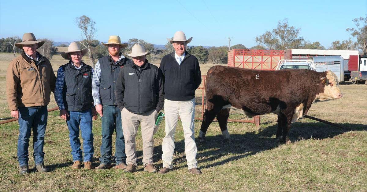 Bowen Poll Herefords average $13,928 | Queensland Country Life