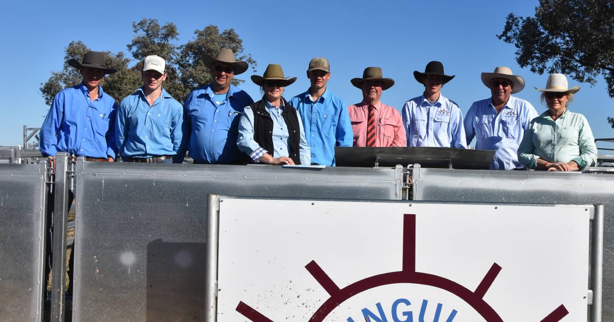 Bungulla and Nagol Park Shorthorns top at $16,000.