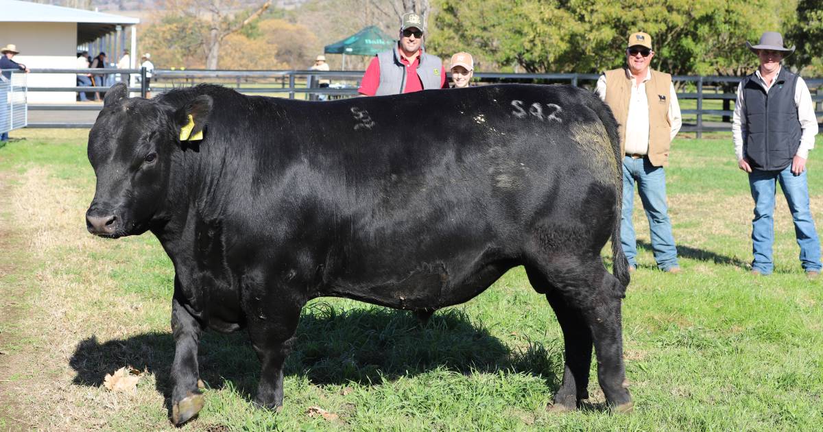 Segenhoe bull and female sale tops at $16,000