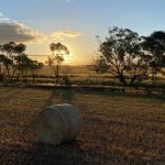 Sugarloaf Angus’ heavyweight tops at $40,000 | The Land