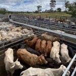 How Terry Snow has transformed his nine Qld cattle properties in four years