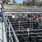 Heavy cattle sell to stronger competition at Yass