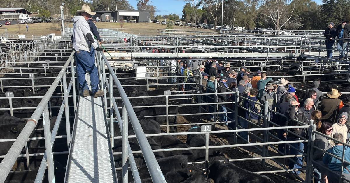 Weaners sell to $1350 at Bega store sale