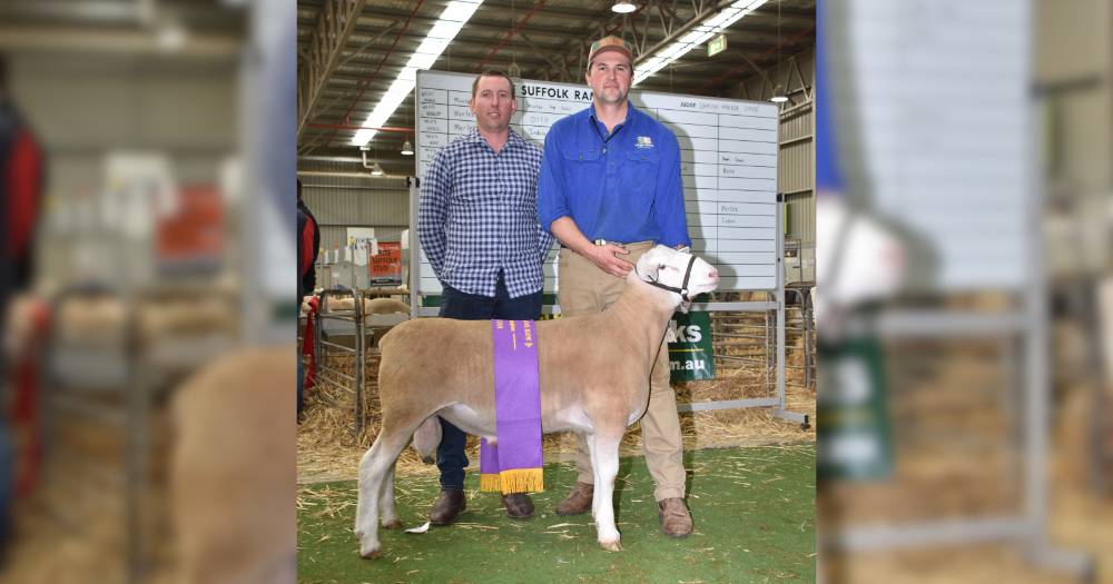 Yonga Downs ram wins reserve champion