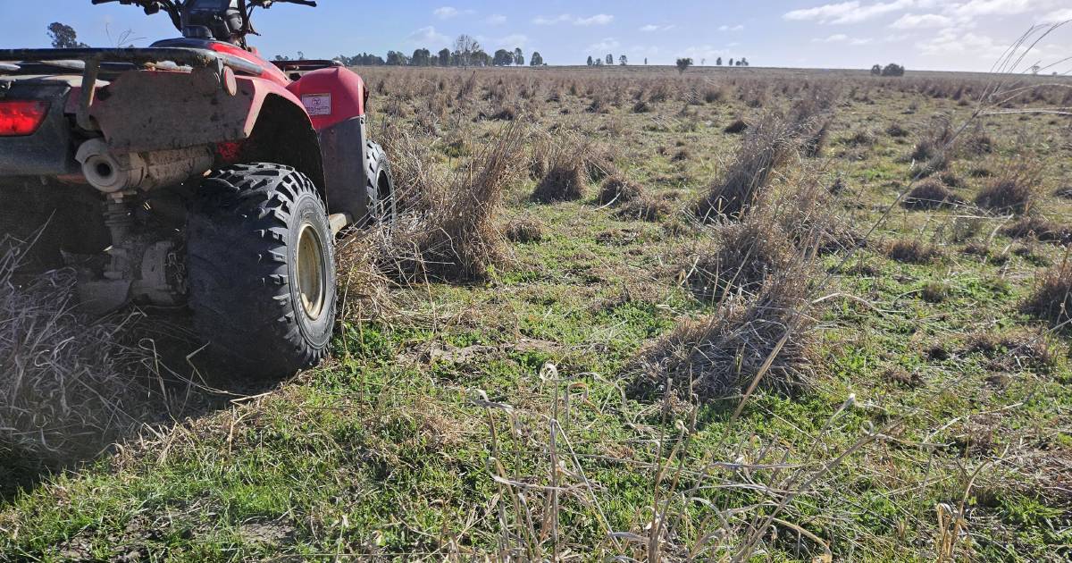 How to improve pasture growth in a dry, cold autumn and winter | The Land