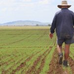 Macintyre Brook Lamb at Yelarbon is going from strength to strength | The Land