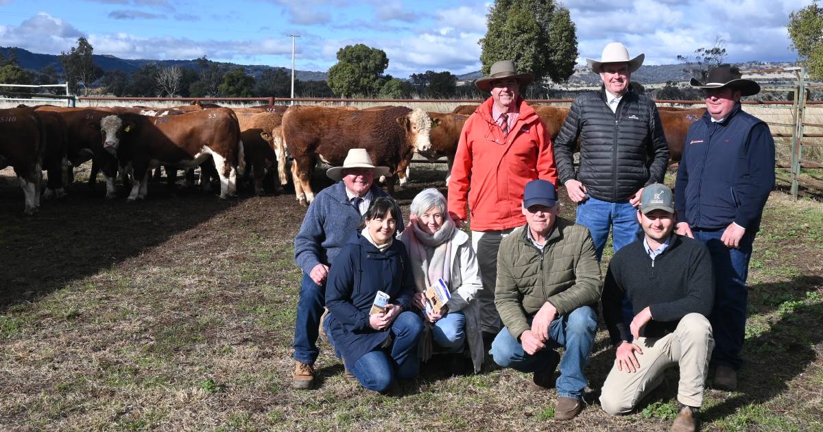 Keddstock buy top two lots at Barana Simmental stud sale | The Land