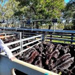 Carcase traits produced under pressure: NZ Angus operation