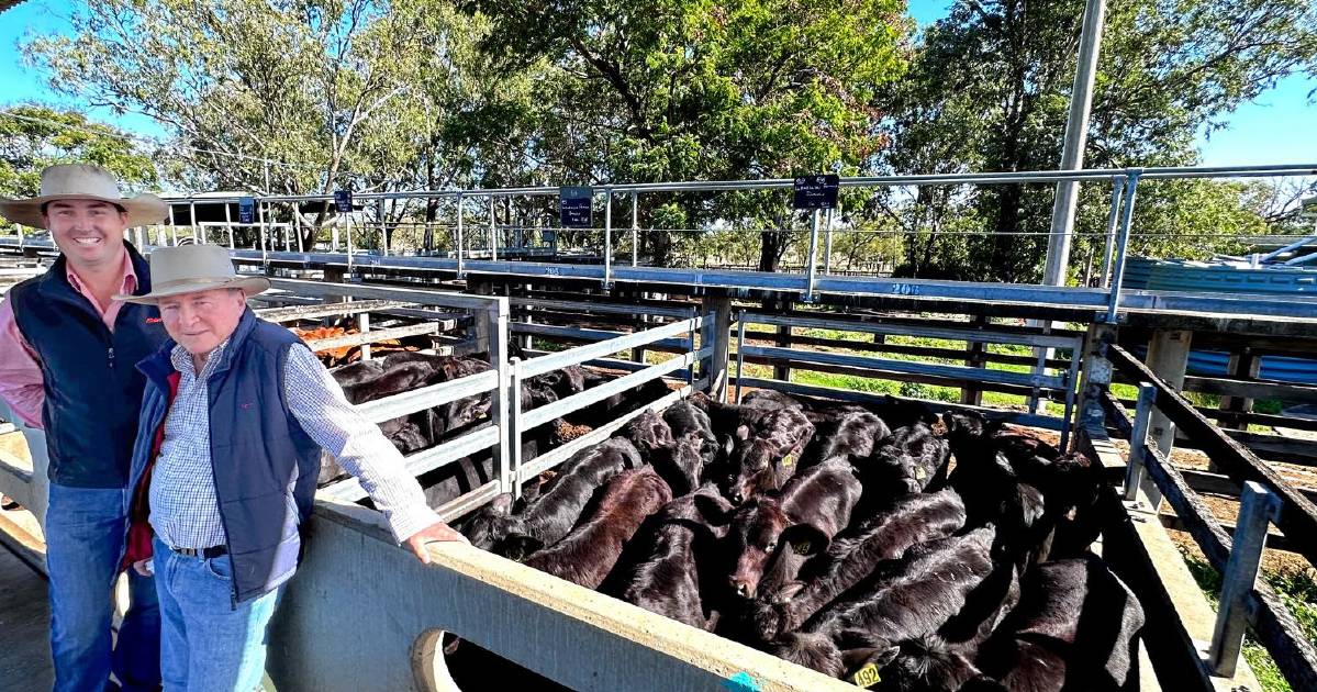 Rain softens Gracemere yarding