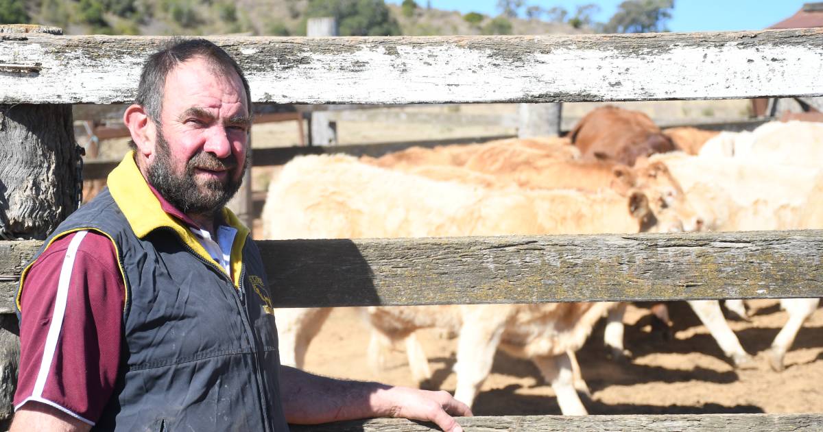 Butchers and breeders keen on Blonde d'Aquitaines thanks to high meat yields