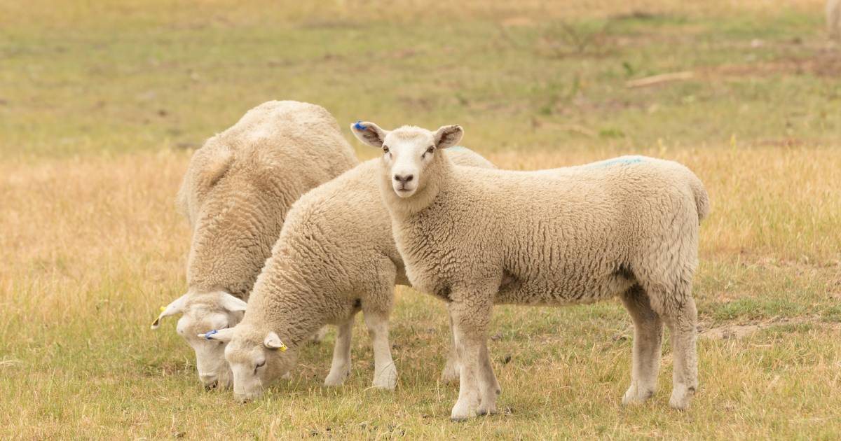 Australian sheep industry to shrink, as tag industry thrives, says James Jackson | The Land