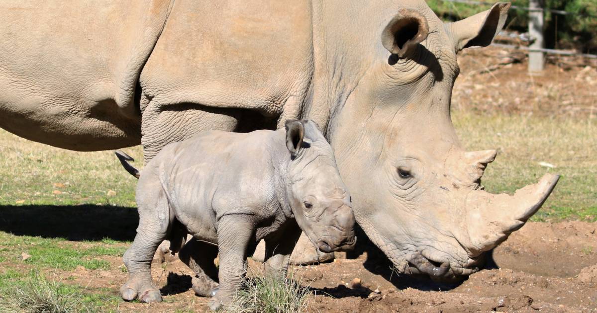 White rhino calf born at Dubbo’s Taronga Western Plains Zoo | The Land