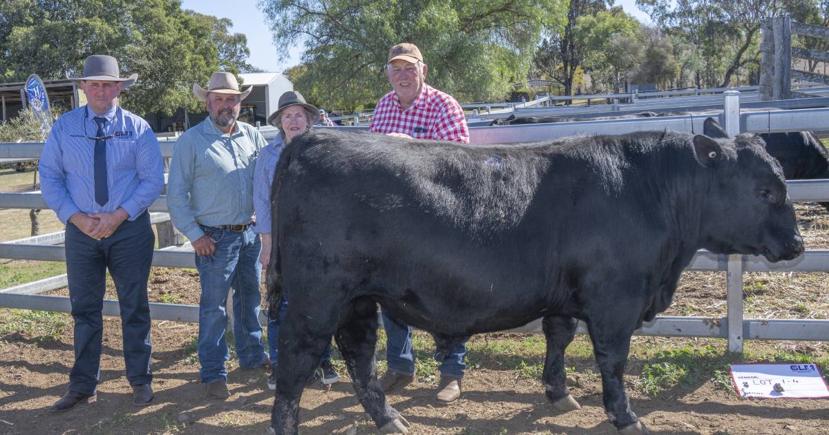 Warrawee Angus stud bull sale tops at $12,000