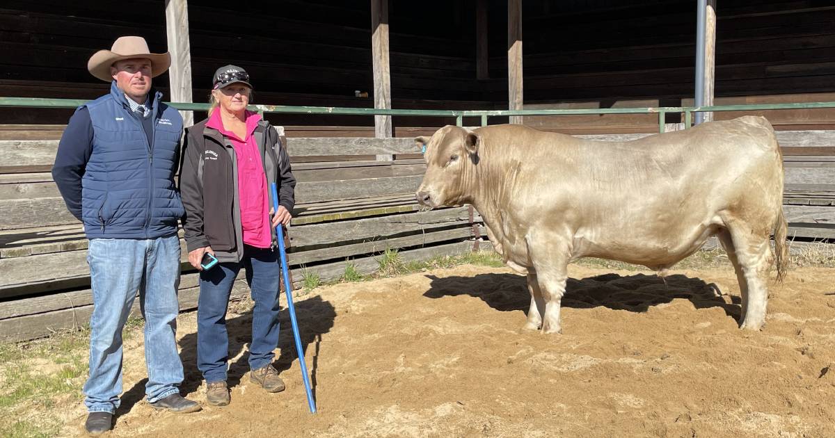 Murray Grey sires to $17,500 at annual Glen Innes breed sale