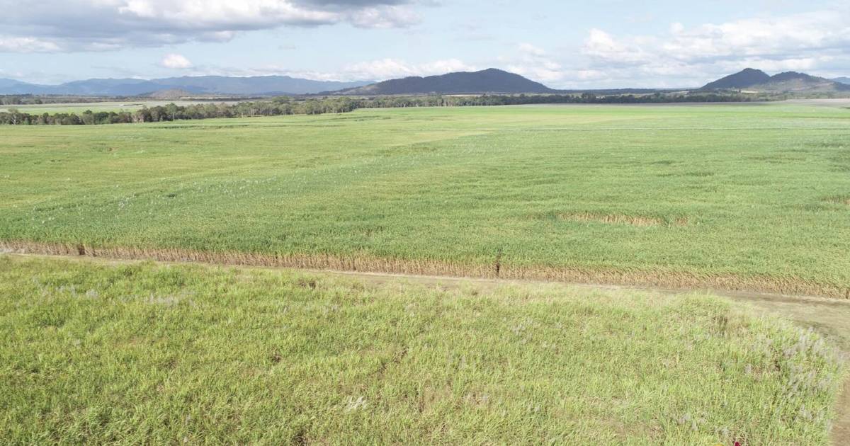 Scaled up irrigation for cane and cotton