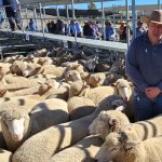 Charters Towers' red Brahman operation looks to polled future