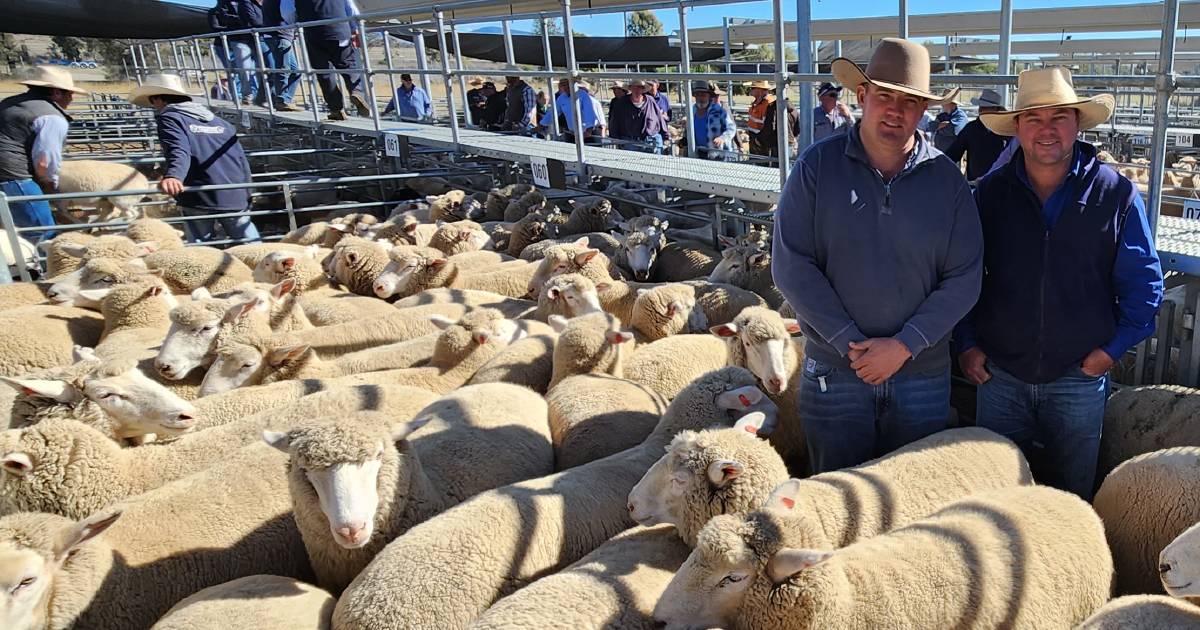 Buyers back on the rail at lamb sales