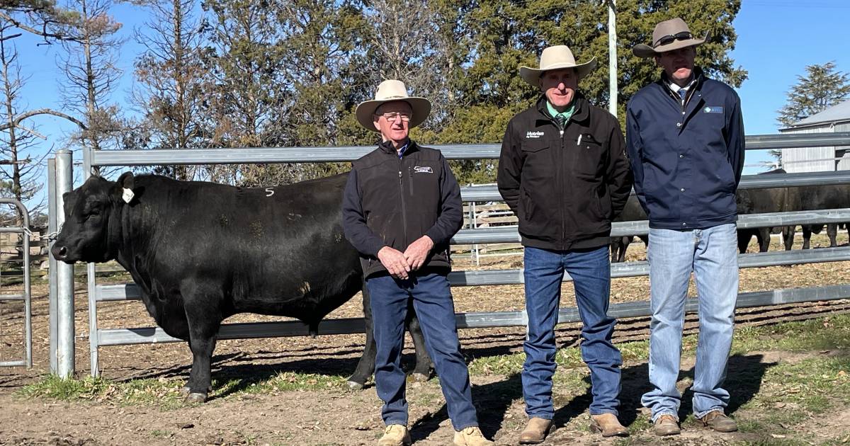 Repeat clients push prices during the Sara Park Angus bull sale | The Land