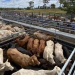 Tamworth cattle market trends up another $200