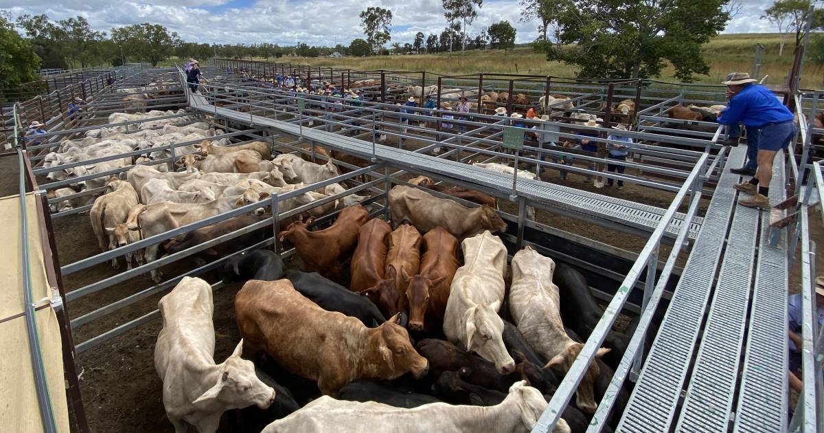 Export slaughter weight cattle dearer at Monto