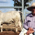 Weaner heifers reach at Gracemere