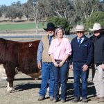 Solid Katherine Show sale sees cattle change hands | Queensland Country Life