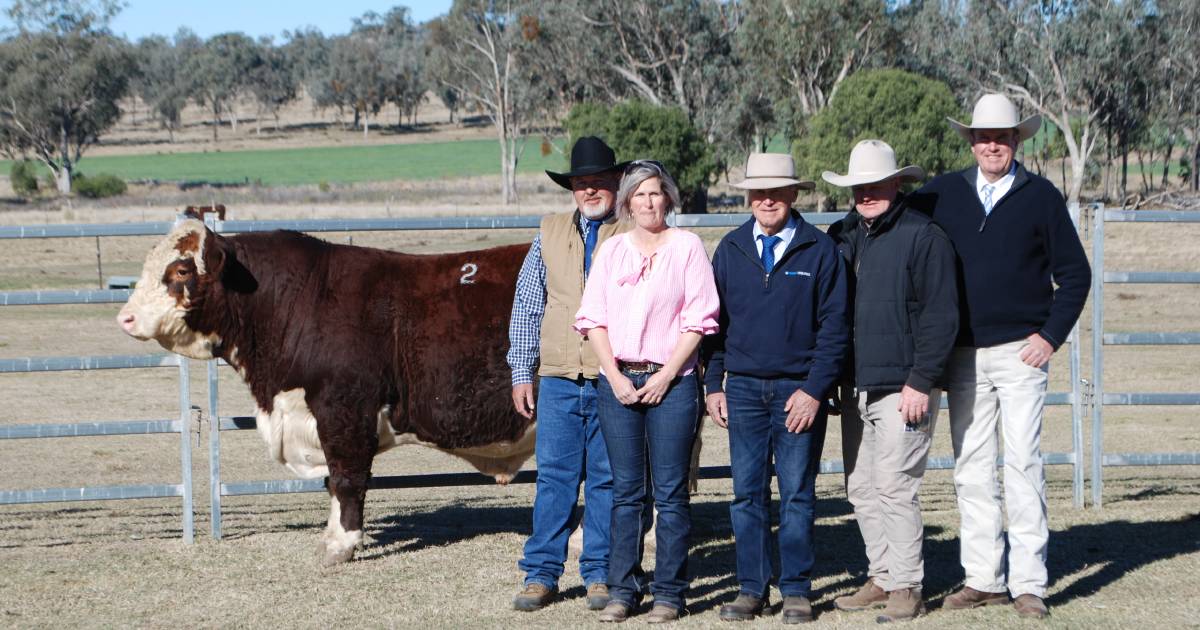 Stud record set as Mountain Valley Poll Herefords tops $70,000