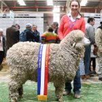 Charity wool auctions raise $13,000 for Royal Flying Doctor Service