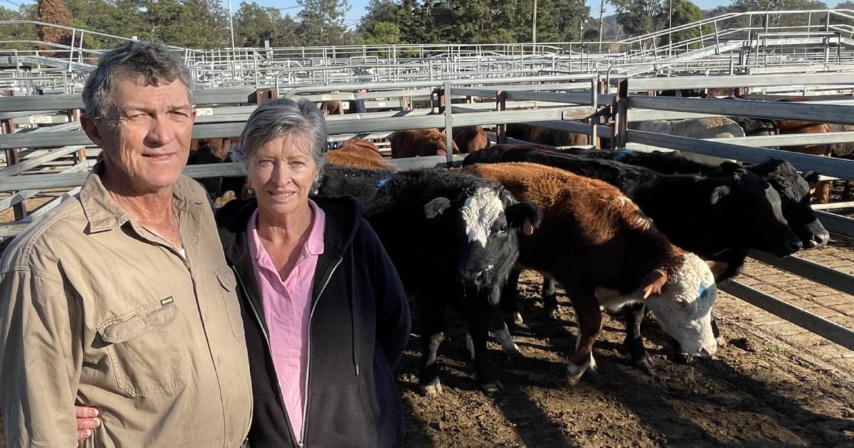 Grafton bullocks sell to $1753