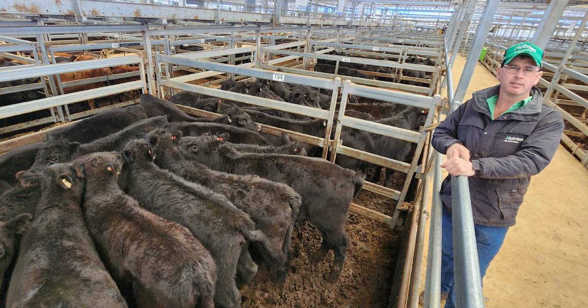 Interstate buyers notch up the travel for NSW cattle | The First Draft