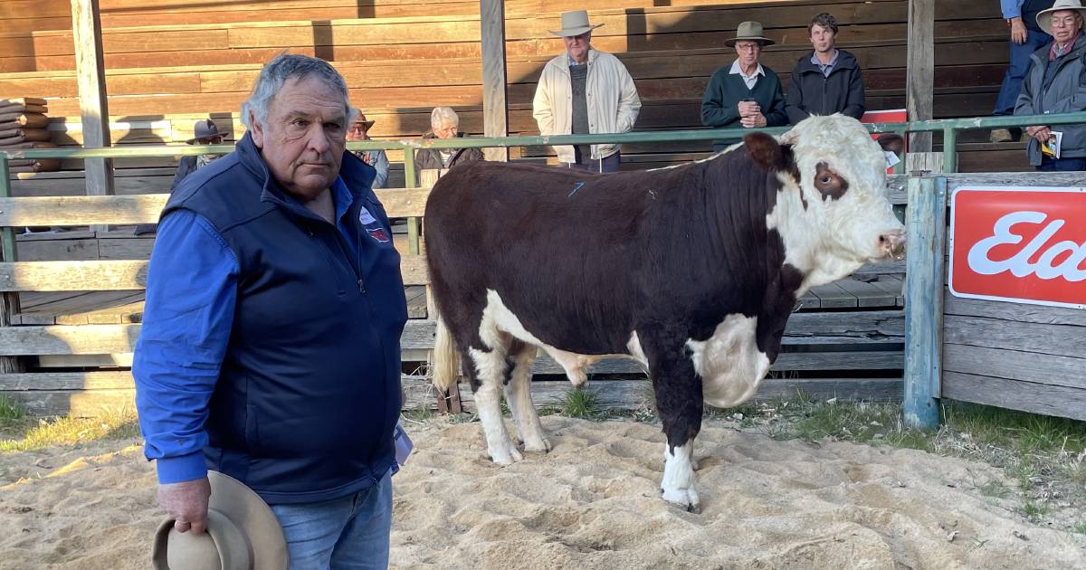 78th Glen Innes Hereford show and sale attracts loyal breeder following as whiteface sells to $18,000 top | The Land