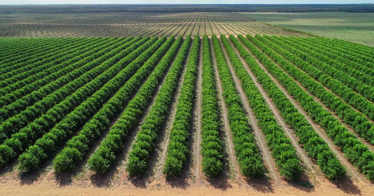 Major grape and citrus opportunity with a 1000 hectares to expand