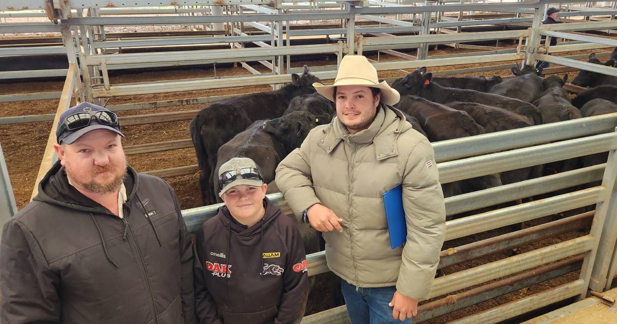 Tamworth cattle market trends up another $200