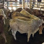 Cascade's top bull to Eidsvold