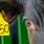 Interstate buyers notch up the travel for NSW cattle | The First Draft