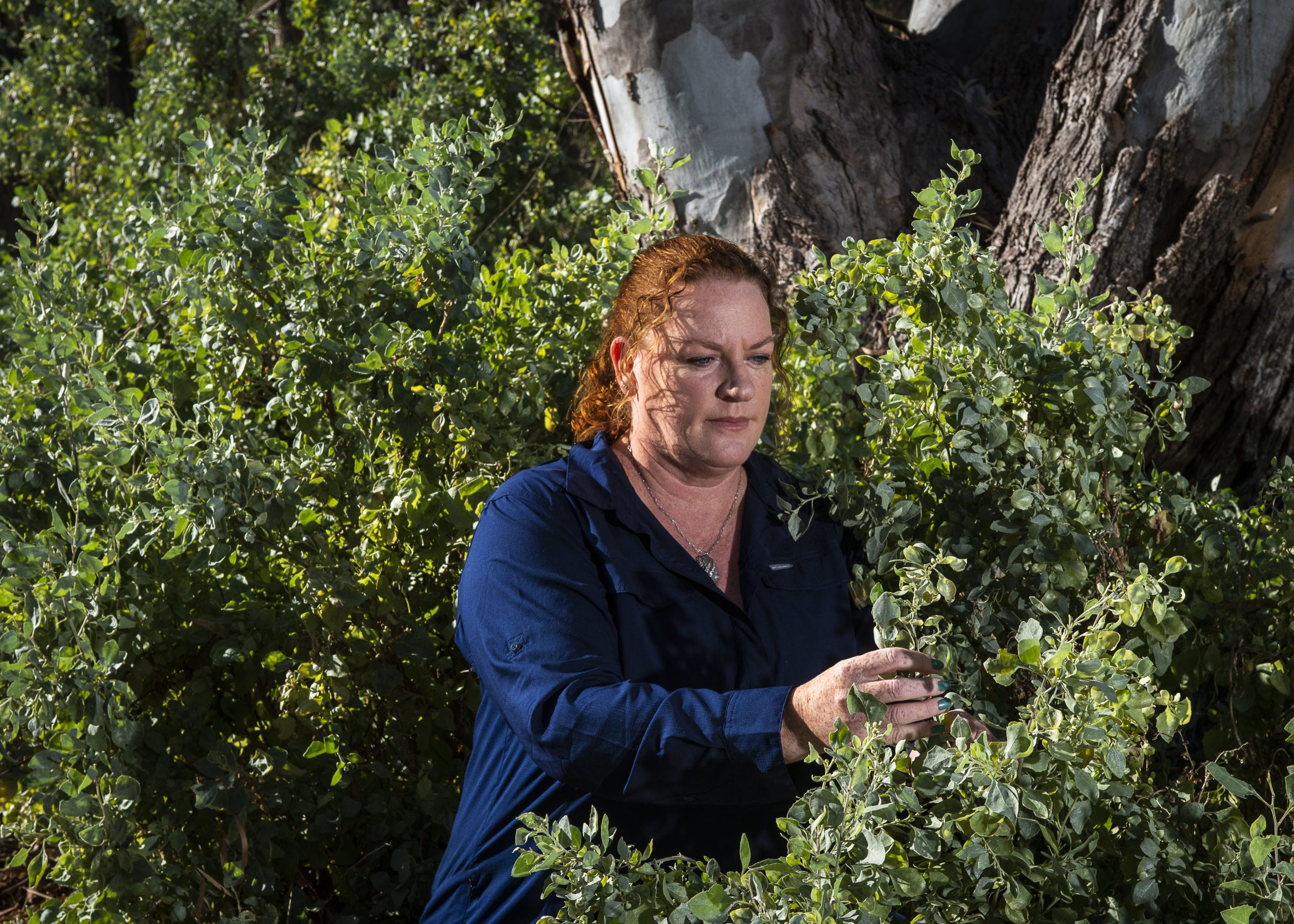 CSIRO pushes for more producers to consider its Anameka Saltbush